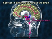 как действует экстази: пути прохождения серотонина в мозгу