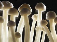 гриби-галюциногени