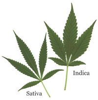 Сколько листьев у марихуаны выращивание гидропоники марихуана